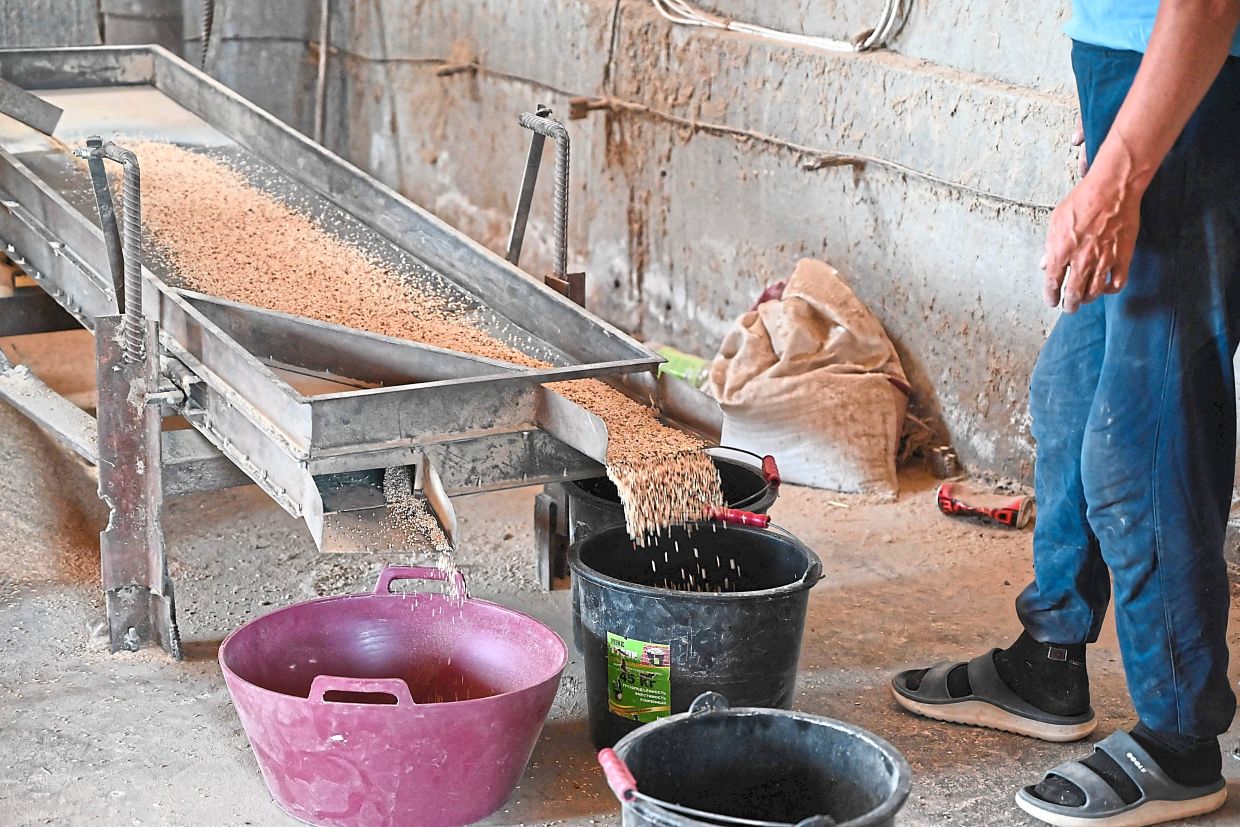 A worker processes rice at a rice farm.