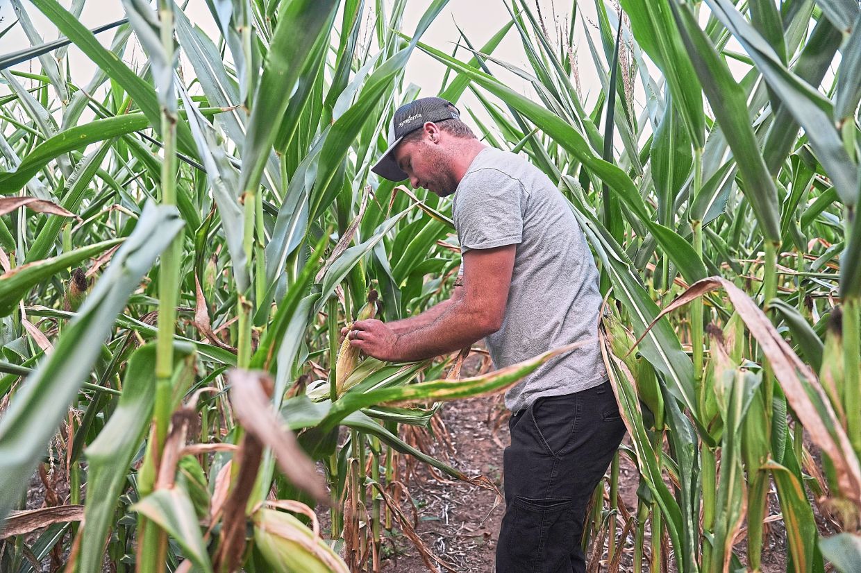 Rynd pulling the husk off of an ear of corn during an inspection of his crops in Paw Paw, Michigan. 