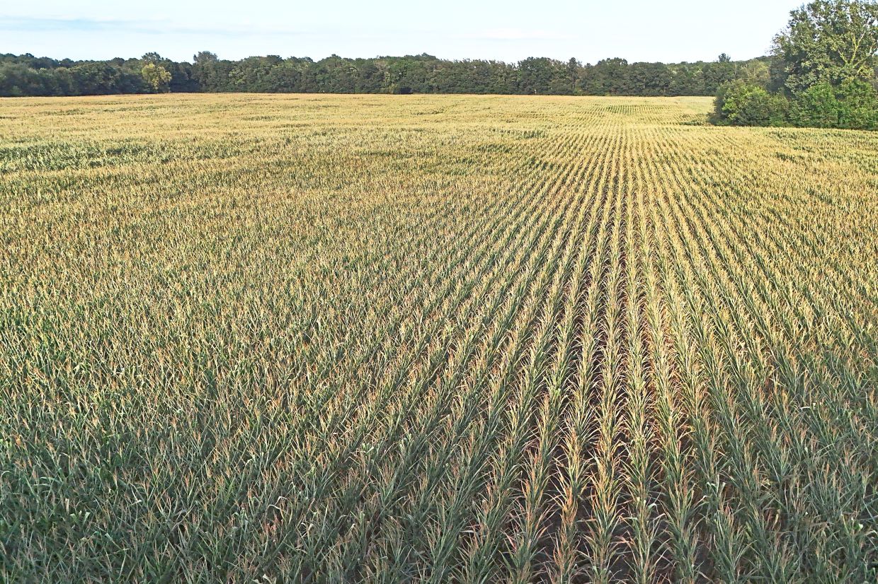 High temperatures can stress corn in many ways, resulting in low or low-quality yields. 