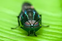 Putting insects to good use