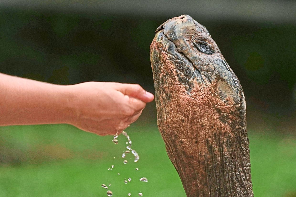 Abrazzo, a nearly 100-year-old Galapagos tortoise, and father of 16 hatchlings extends her neck as a staff member splashes water oh his face.