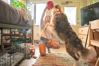 Colleges are welcoming pets in dorms to reduce students' stress and anxiety