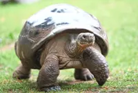 Tortoise hatchlings born of century-old parents come out of their shells at Philadelphia Zoo