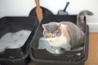 What to do - and not do - if your cat stops using the litter box