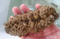 Saving the prized golden gamat