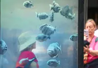 Banksy's 'Piranhas' moved into storage ahead of London Museum display