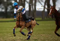 World's first gene-edited horses are shaking up the genteel sport of polo