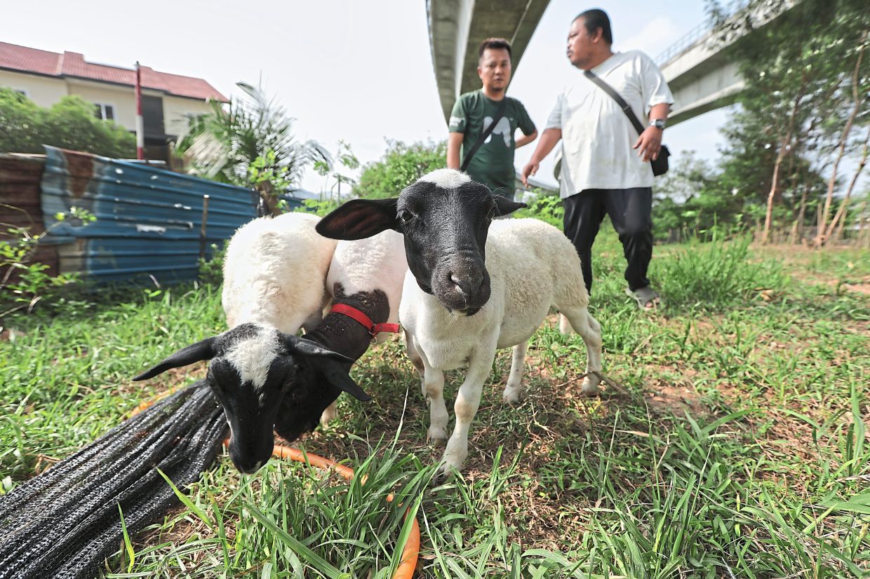 Despite being surrounded by development, the village retains its rural roots with an urban farm which is home to several sheep.