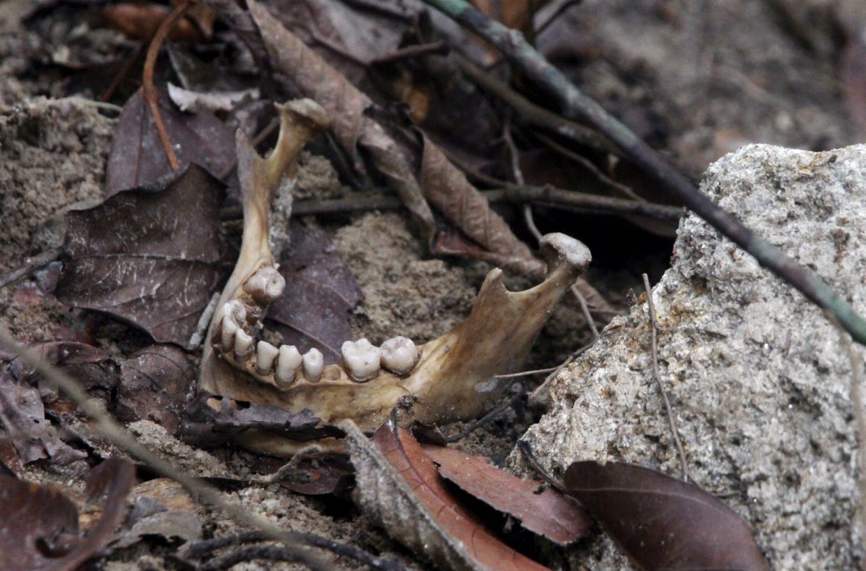 A human remain found near the hiddengraves at Bukit Wang Burma in Wang Kelian, Perlis, in 2015. G.C.TAN/The Star