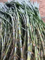 Cambodia plans pilot project to grow giant king grass to reduce firewood use