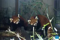 Endangered red pandas win hearts at Yangon Zoo in Myanmar