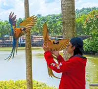 Baker finds passion, side income as freefly trainer of macaws