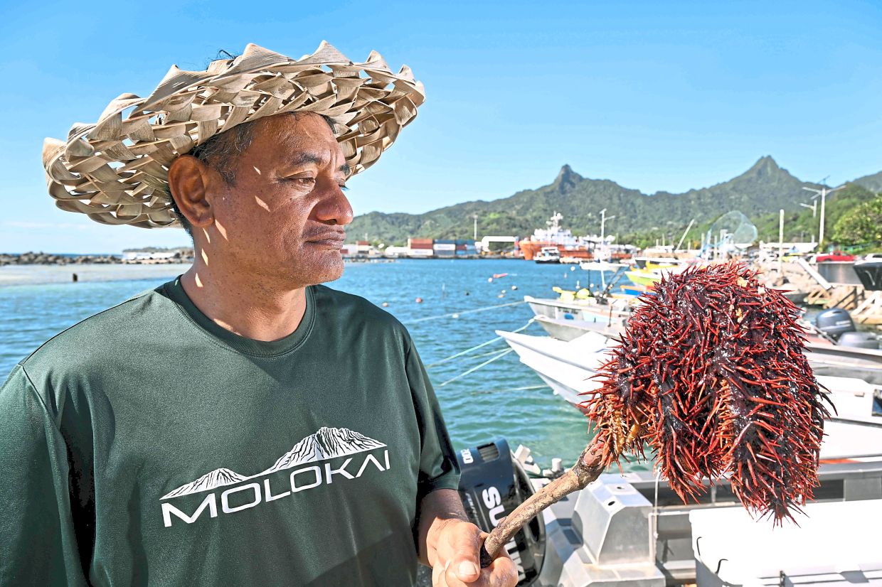 Rongo holding crown-of-thorns starfish collected from a reef off Rarotonga in the Cook Islands. — AFP