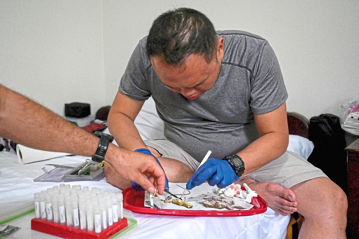 Quah examining a gecko in a hotel room.