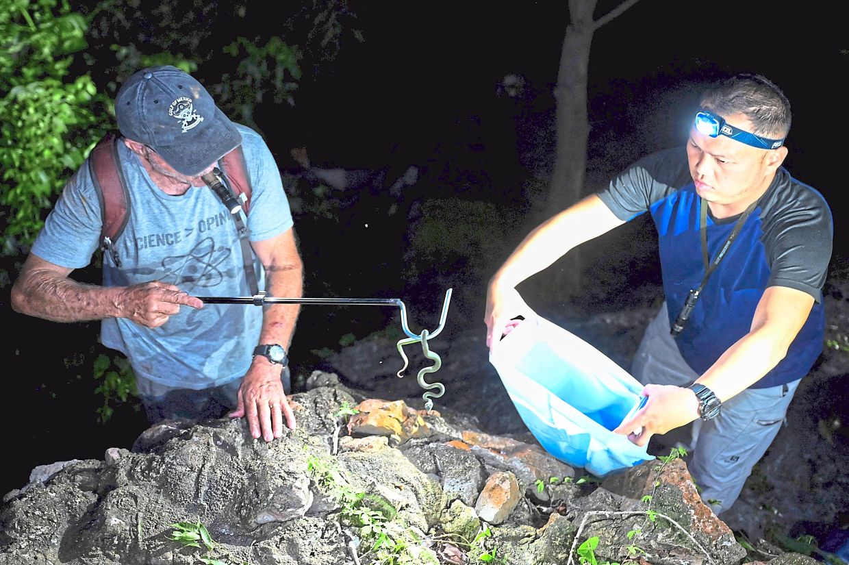 Gecko expert Grismer (left) catching a snake as expert herpetologist Evan Quah (right) from University Malaysia Sabah holds a plastic bag at a pagoda in Phnom Proek district in Battambang province, Cambodia. — AFP