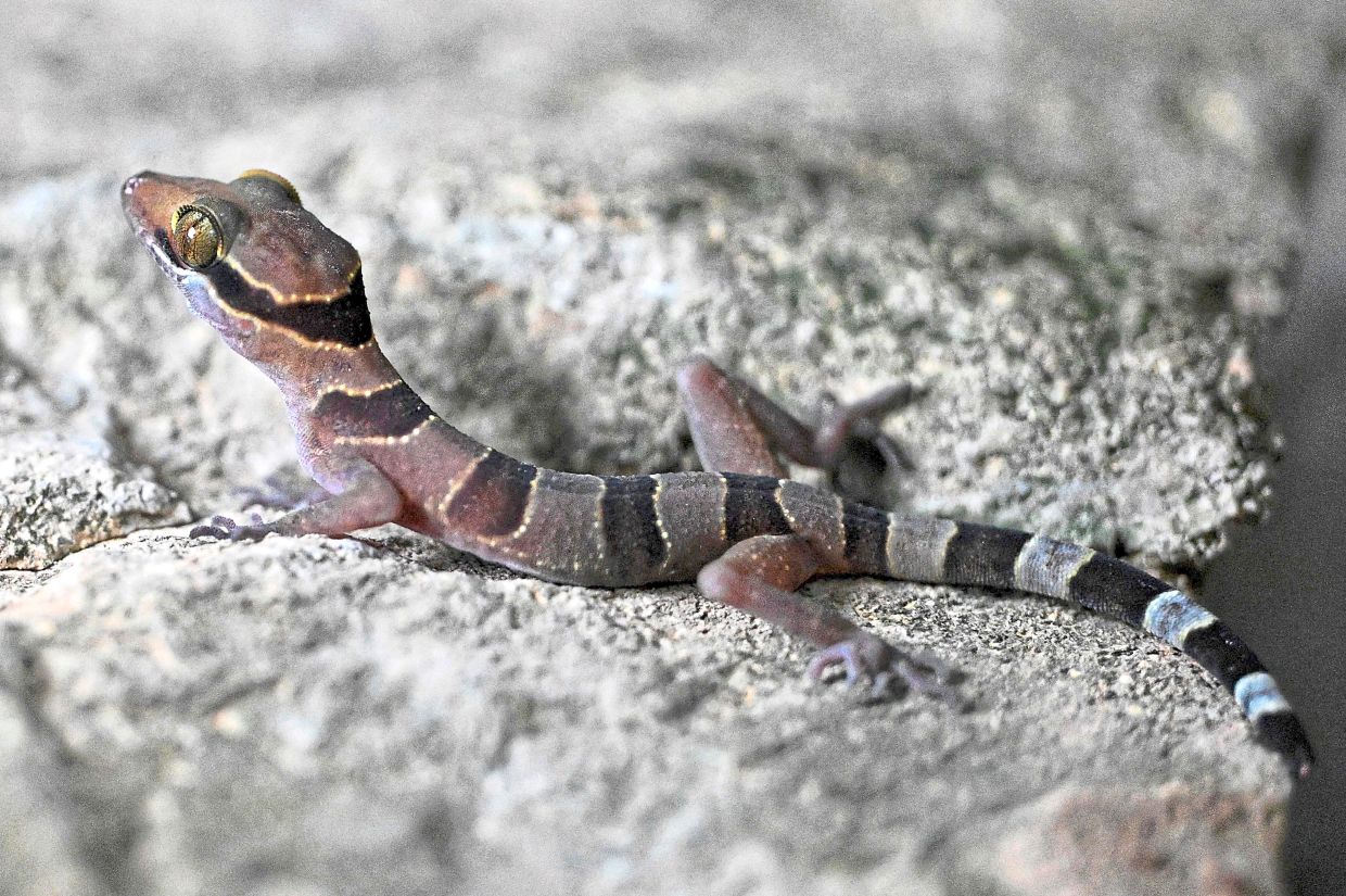 Geckos photographed by the experts in their hotel room. — AFP
