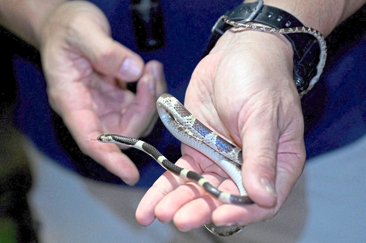 This photo taken on July 21, 2025 shows expert herpetologist Evan Quah from University Malaysia Sabah catching a snake as he searches for new species at a cave in Phnom Proek district in Battambang province. A biologist might go a lifetime without discovering a new species. It took a team exploring Cambodia's limestone karst a single night to find three. (Photo by TANG CHHIN Sothy / AFP) / To go with 'CAMBODIA-CONSERVATION-ANIMAL-ENVIRONMENT-CLIMATE,FOCUS' by Sara HUSSEIN
