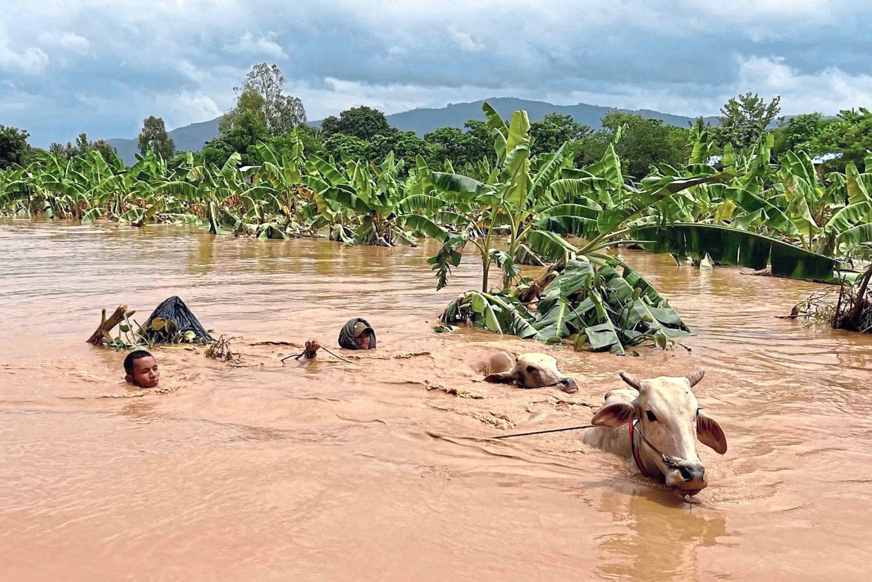 Farmers trying to get their cattle through high flood waters in Sin Thay village in Myanmar, in September last year, following heavy rains in the aftermath of Typhoon Yagi. The typhoon inundated a swathe of northern Vietnam, Laos, Thailand, and Myanmar, triggering deadly landslides and widespread river flooding. — AFP