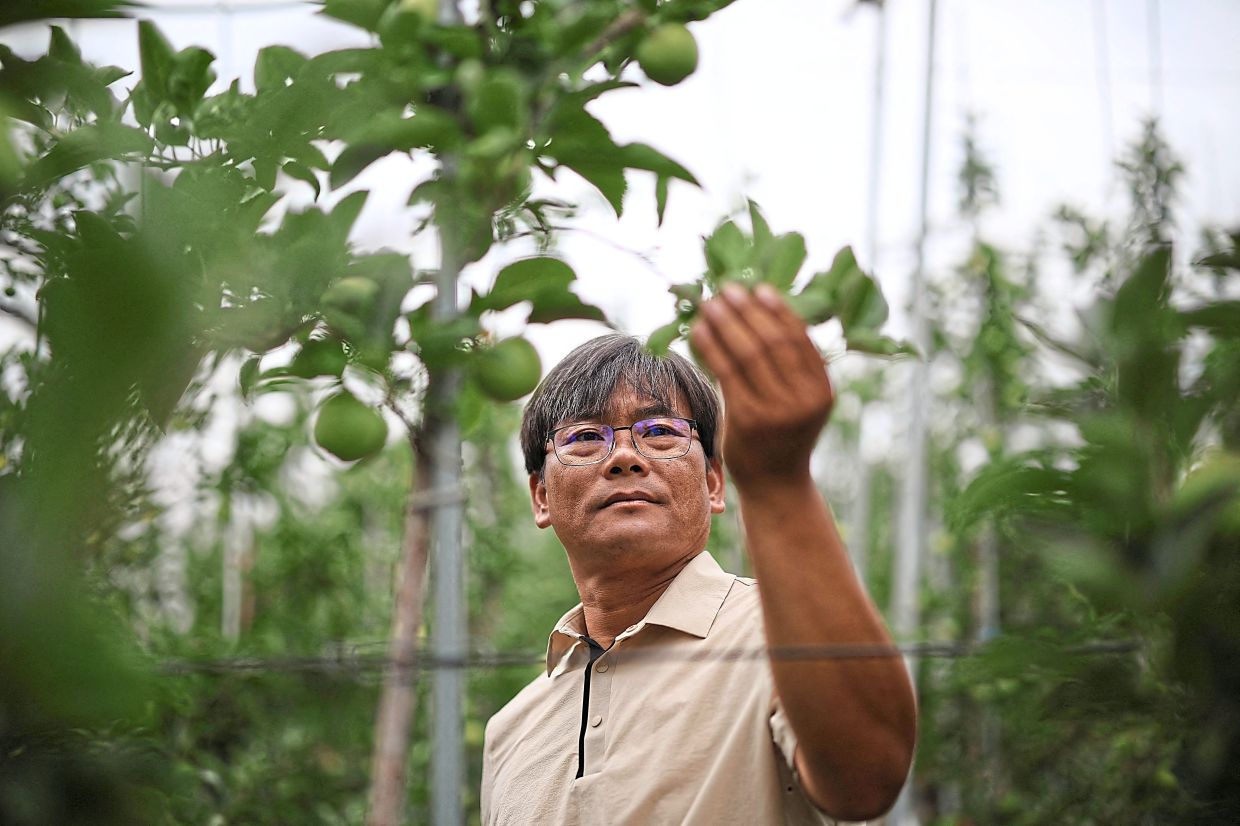 Shim taking a look at an apple tree at his apple orchard in Cheongsong, South Korea. — Reuters