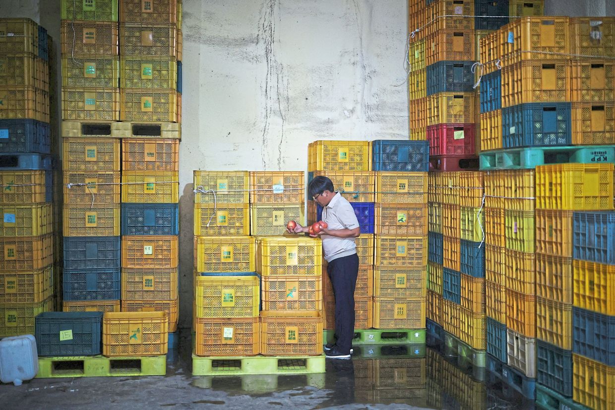 Shim checking stored apples at a low temperature warehouse in Cheongsong. — Reuters