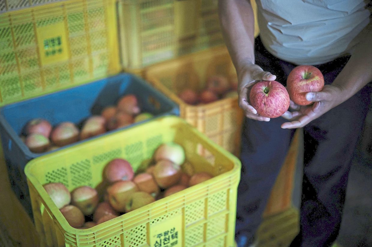 Shim checking the apples he stored in his warehouse. — Reuters