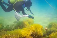 Underwater walls of hope