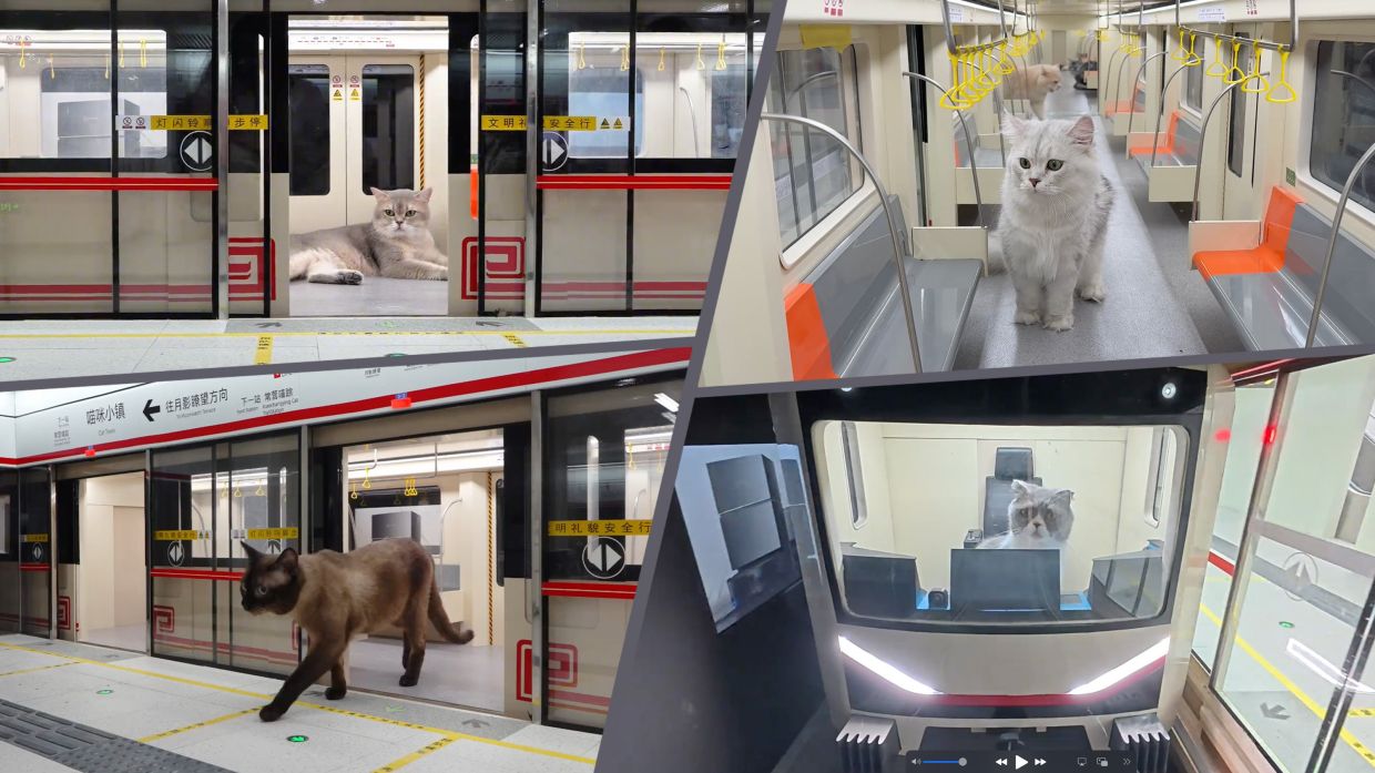 Chinesischer Influencer baut Mini-Untergrund für Katzen; Video wird 100 ...