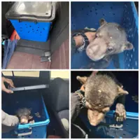 Sun bear cub found in car in JB, 22-year-old man detained