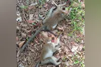 Dead monkeys shown in photo circulating on social media were roadkill: Singapore National Parks Board