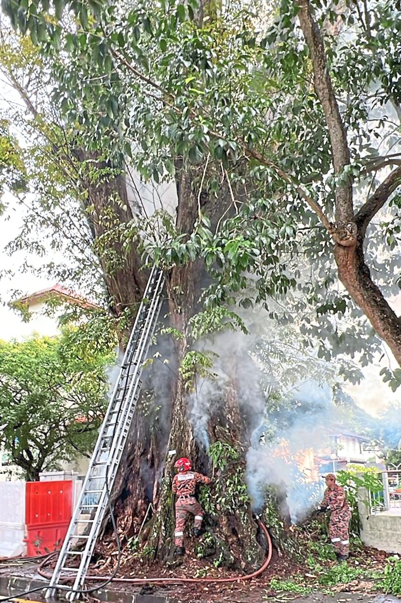 Sad sight: Fire fighters probing the source of the smoke from the angsana tree that caught fire at Jalan Sepoy Lines.— LIM BENG TATT/The Star