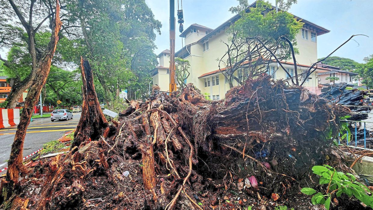 What’s left of the tree after the unfortunate fire. — LIM BENG TATT/The Star
