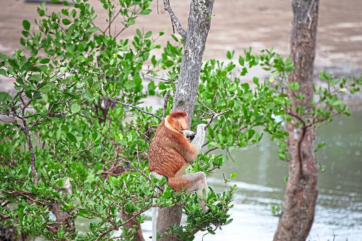 Sarawak’s rainforests are teeming with life, offering glimpses of the island-native proboscis monkey.