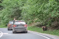 When the bears come to breakfast