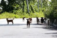 Dog that attacked boy in Cheras is a stray, say police