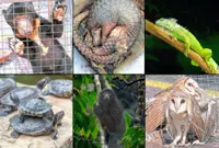 Unified effort needed to curb wildlife trafficking, says MAG boss