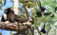 Cambodian forest shelters world's largest pileated gibbon family