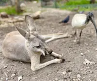 Two women killed in Melbourne traffic accident while trying to help injured kangaroo