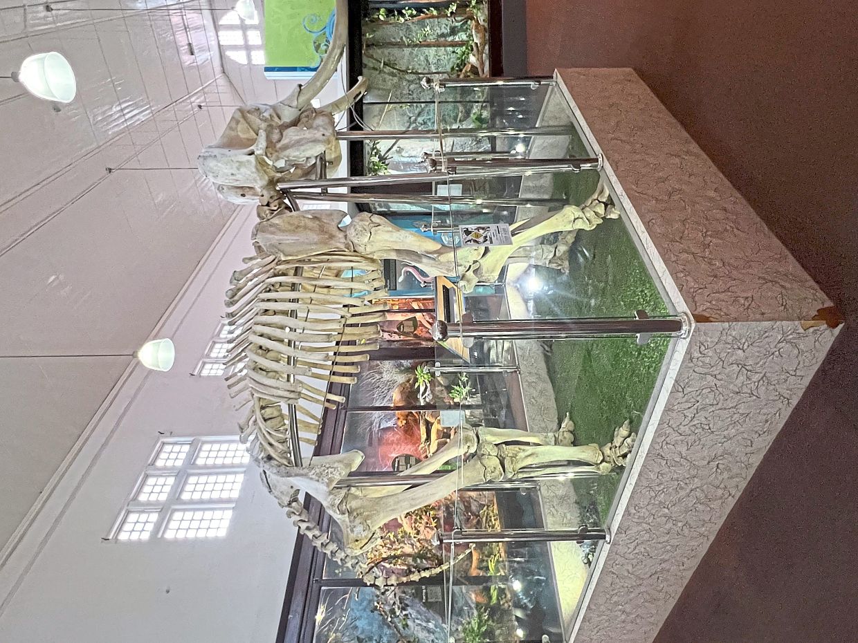 The Perak Museum is set for another first with a site-specific moving musical performance on Sept 14. Photo: Shireen Zainudin