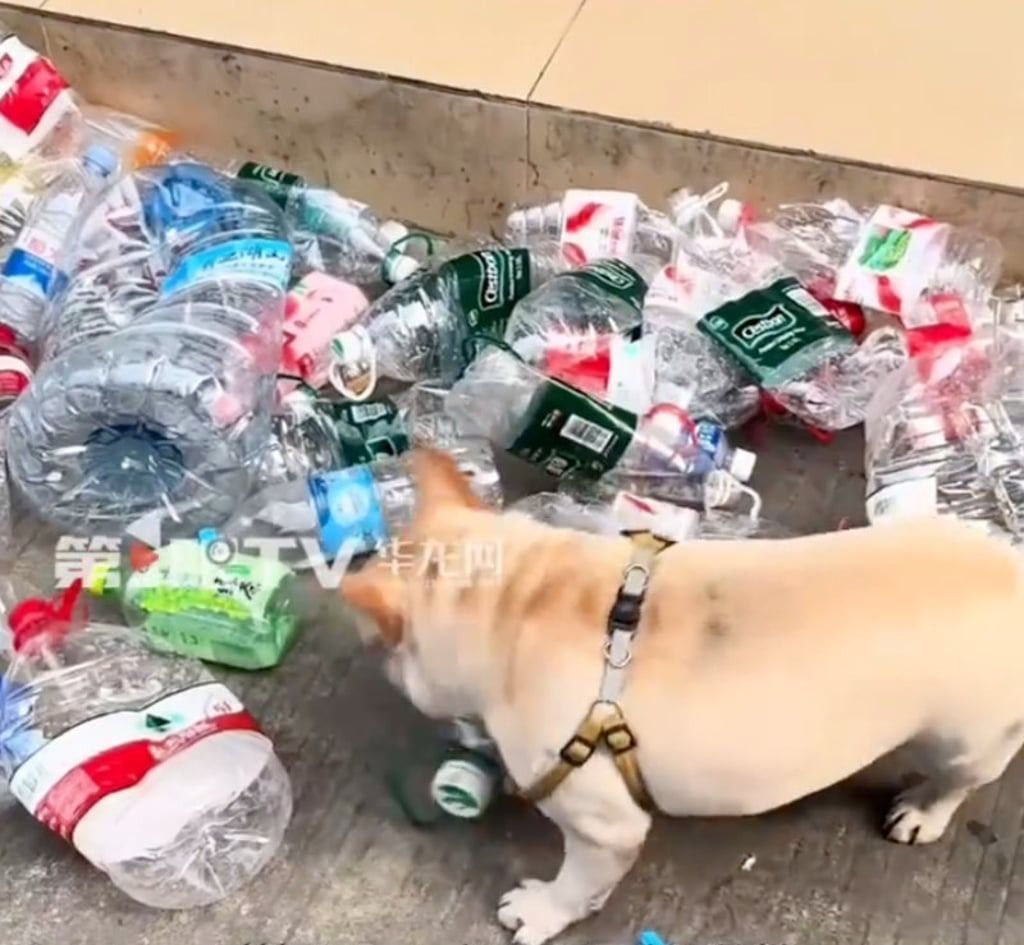 Impressed by the dog’s dependability and new-found popularity, nearby shop owners now routinely leave bottles at their entrances for it to collect. - Photo: Douyin