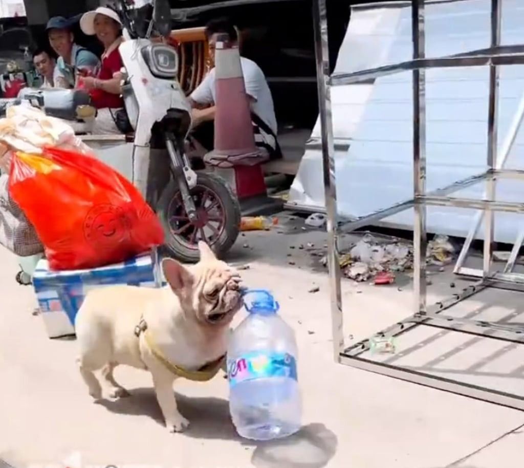 Each day, the canine undertakes three missions to collect bottles – one in the morning, another at noon, and a final run in the evening. - Photo: Douyin