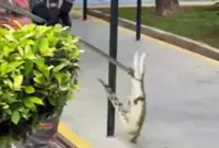 Juvenile crocodile captured at Kluang school