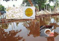 UM don warns of toxic shellfish