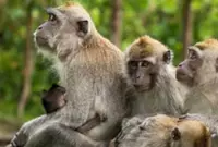 Sabah Wildlife Department advocates for primate conservation on World Primate Day