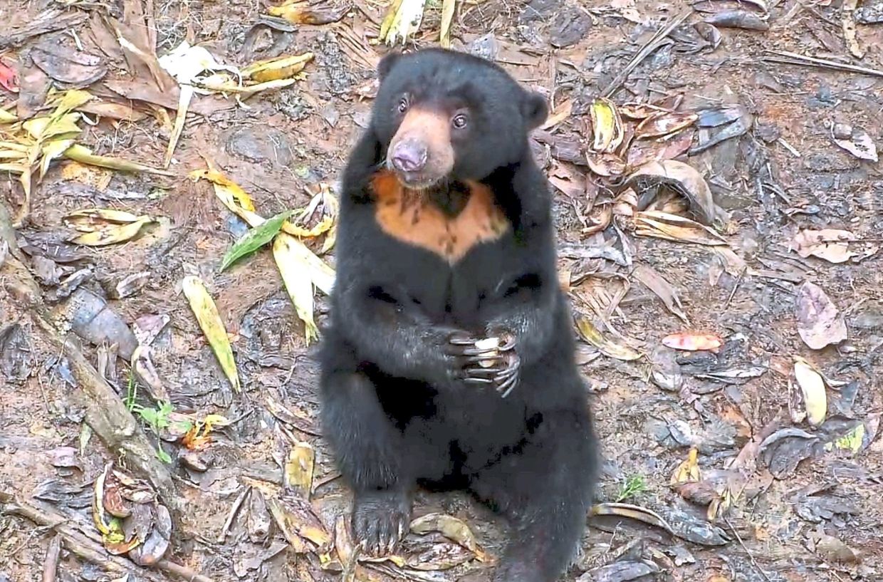 Roaming sun bear sparks concern