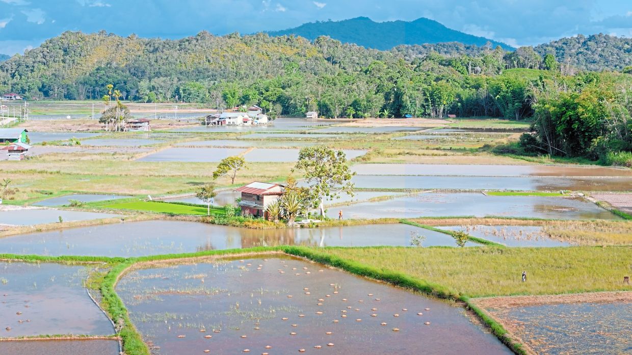 Bario is a picturesque town in Sarawak.