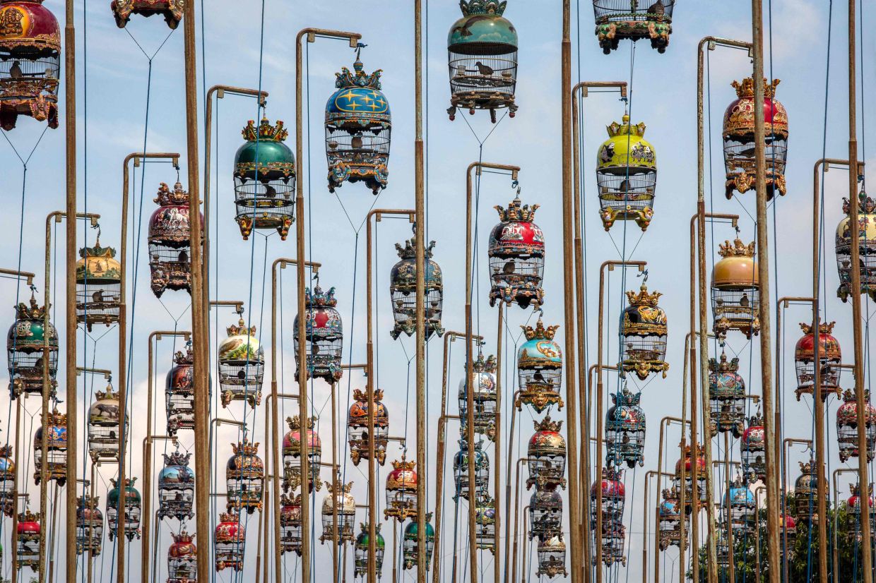 Cages with zebra doves are seen during the Piala Raja (King's Cup), an annual bird song contest organized by Yogyakarta's Sultan Hamengkubuwono X and joined by more than 500 zebra doves from across Indonesia competing in two age categories of up to two months and eight months old, in Yogyakarta. -- Photo by DEVI RAHMAN / AFP