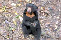 Roaming sun bear sparks concern