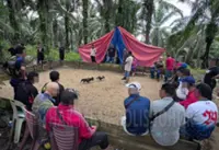 Johor cops cripple two cockfighting syndicates, 43 arrested, 34 roosters seized