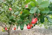 Cambodia looks to diversify raw cashew exports via China