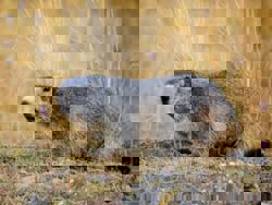 Man dies of bubonic plague in Mongolia after eating a marmot